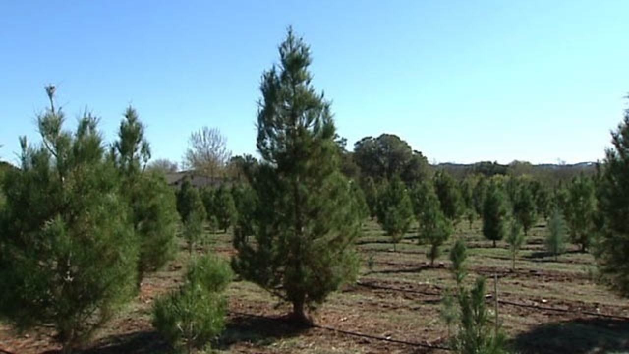 christmas tree recycling drop off locations christmas tree recycling drop off locations