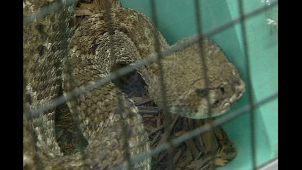Venomous Vs Poisonous Snakes