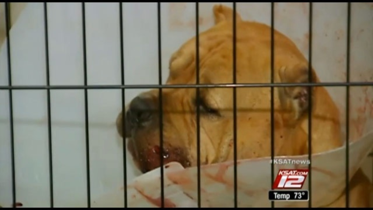 pitbull puppies san antonio pit bull owners san antonio officer at wrong house pitbull puppies san antonio pit bull owners san antonio officer at wrong house