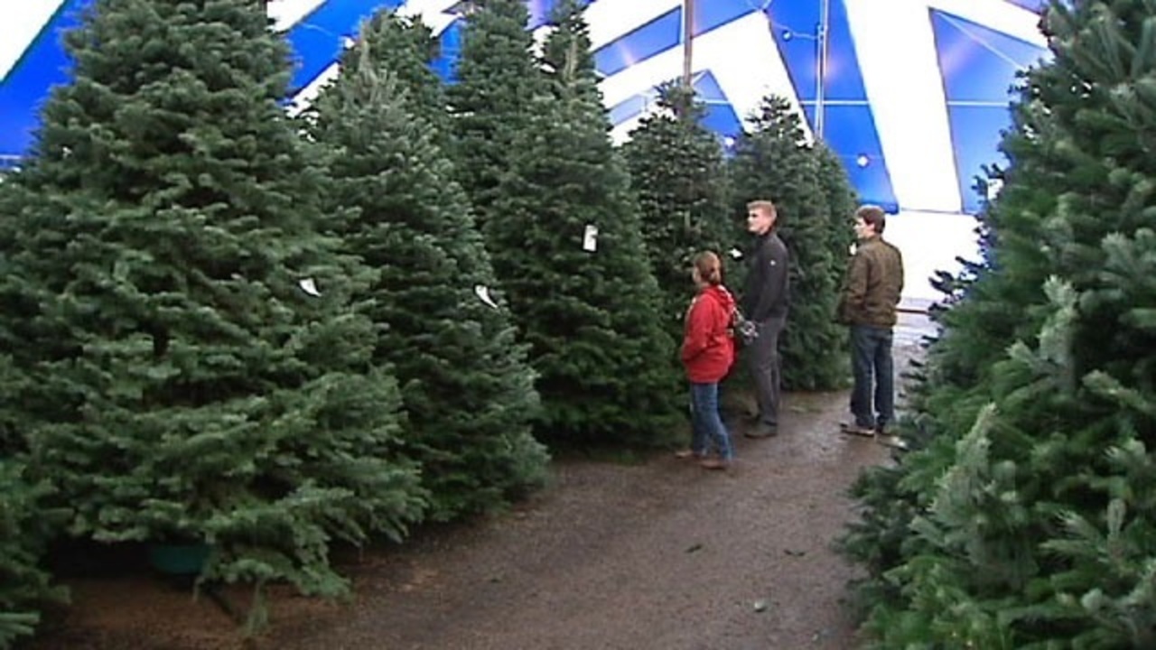 live christmas tree sales brisk live christmas tree sales brisk