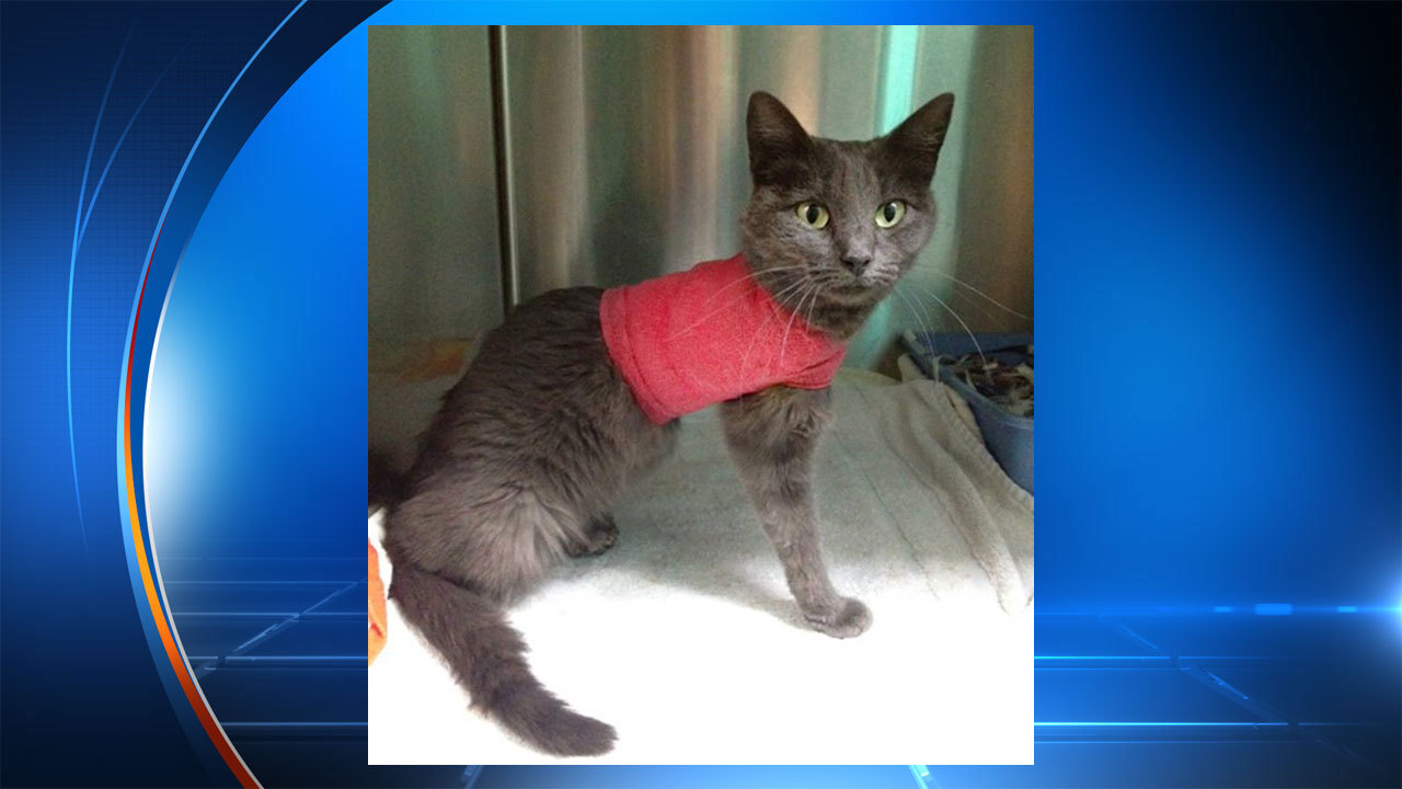 Cat found in San Antonio with 2 legs bound by rubber bands