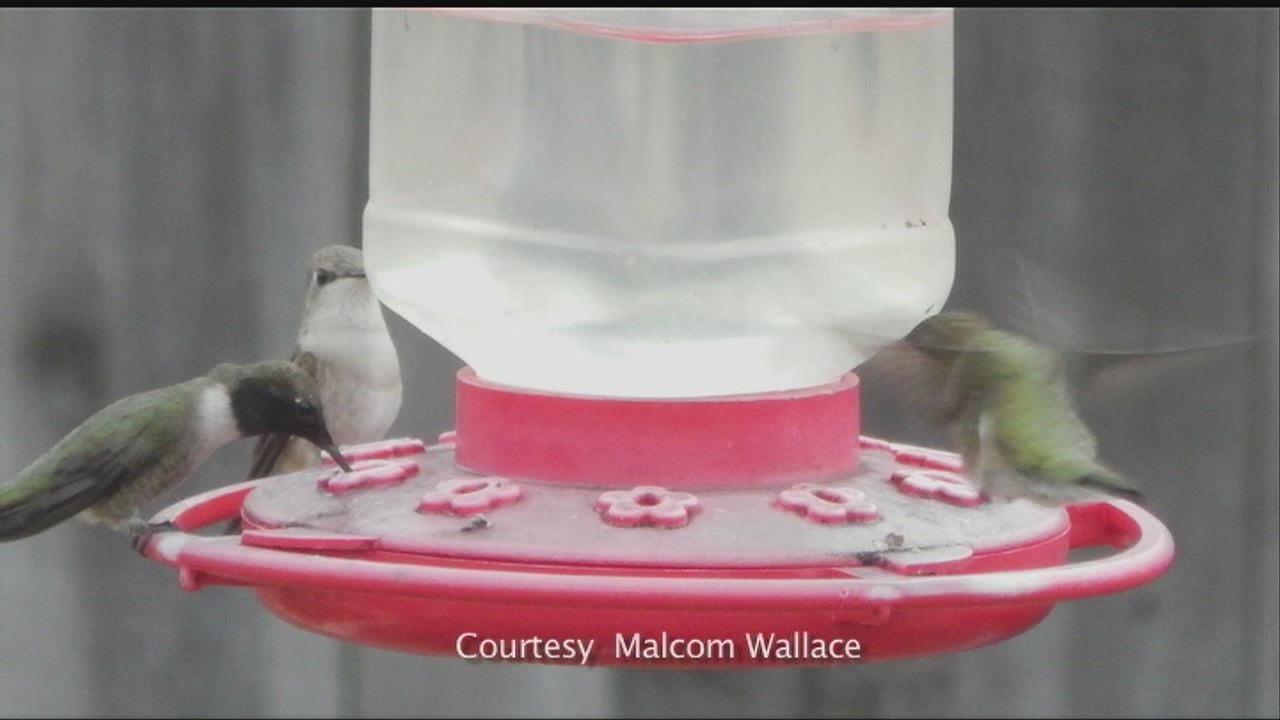 Critter Cam Cameos Bird Feeder Frenzy