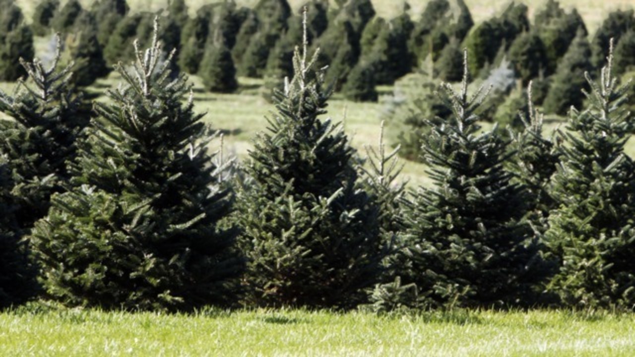 city offers free christmas tree recycling city offers free christmas tree recycling