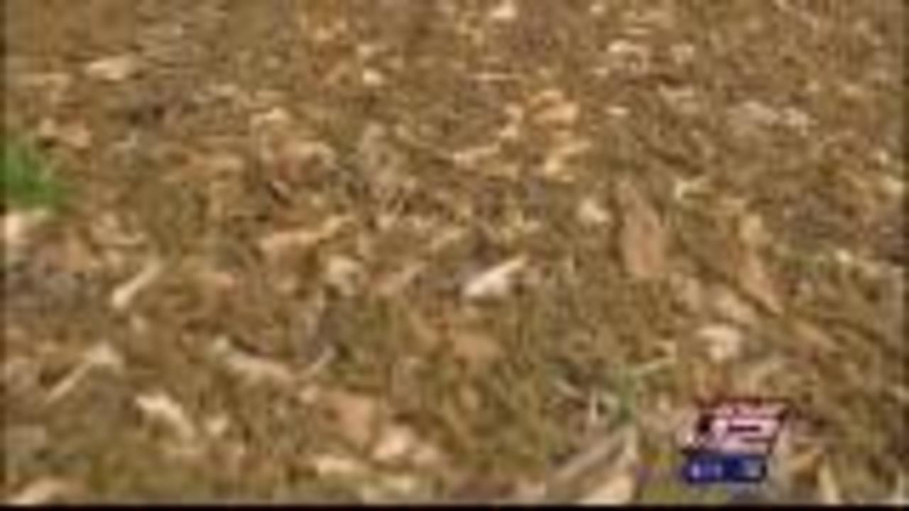 Oak pollen at record levels