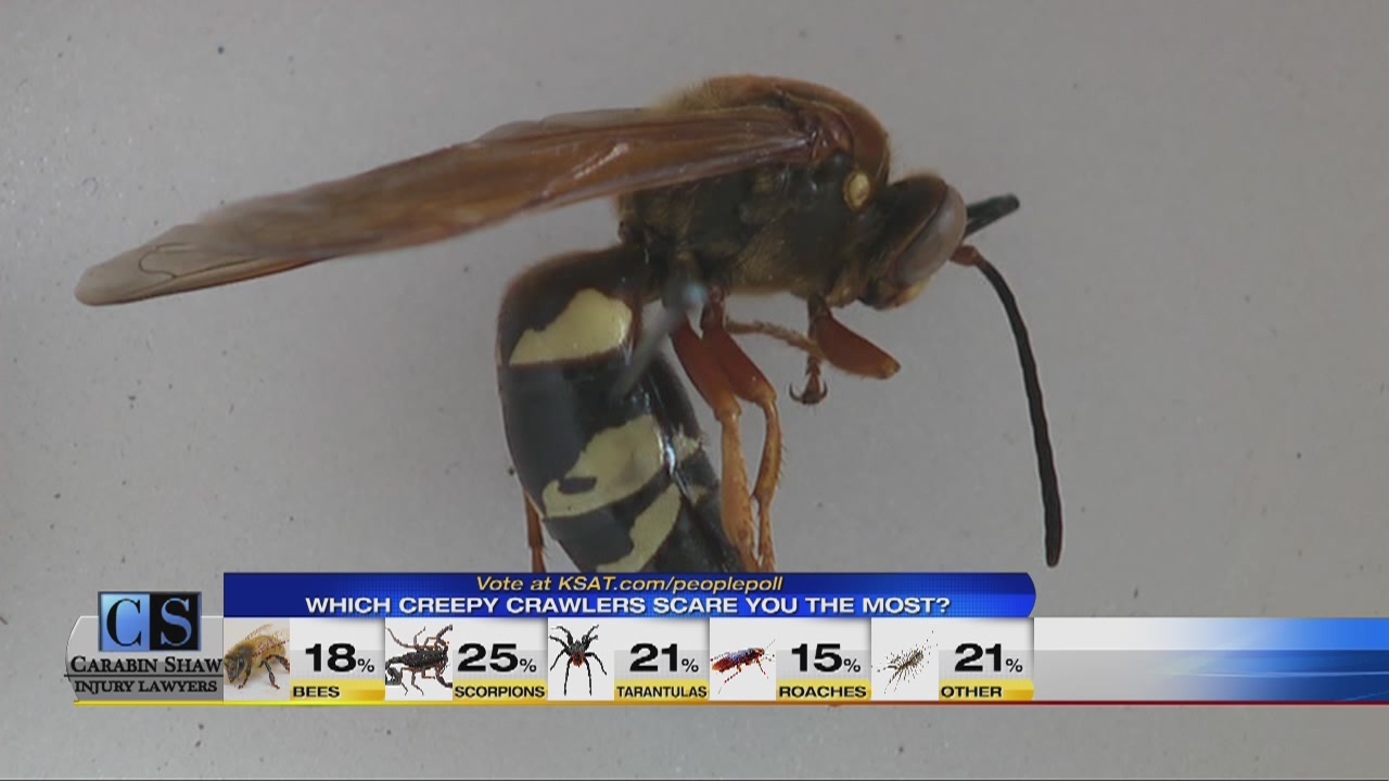 giant wasps showing up