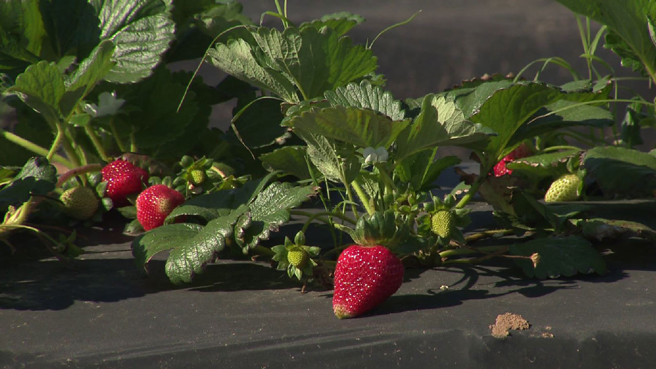 Strawberry farming tradition continues in Poteet