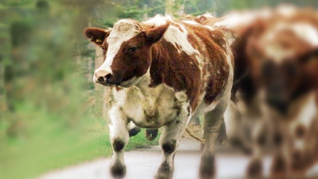 6 cows killed, deputy hurt in suspected drunk driving crash