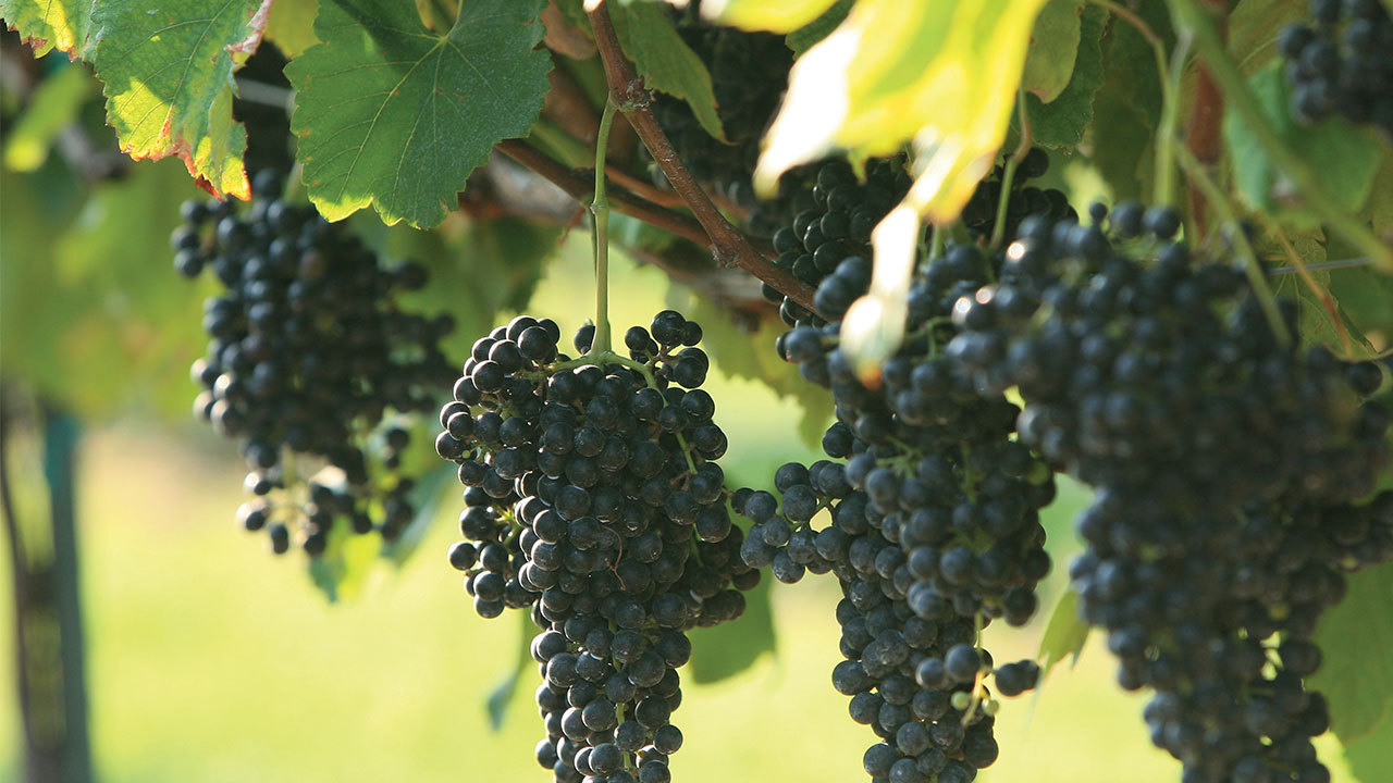 14 vineyards and wineries near San Antonio worth visiting