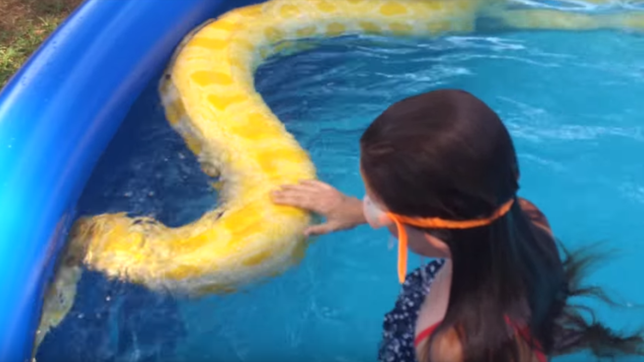 Python in the pool: Viral video shows children swimming with...