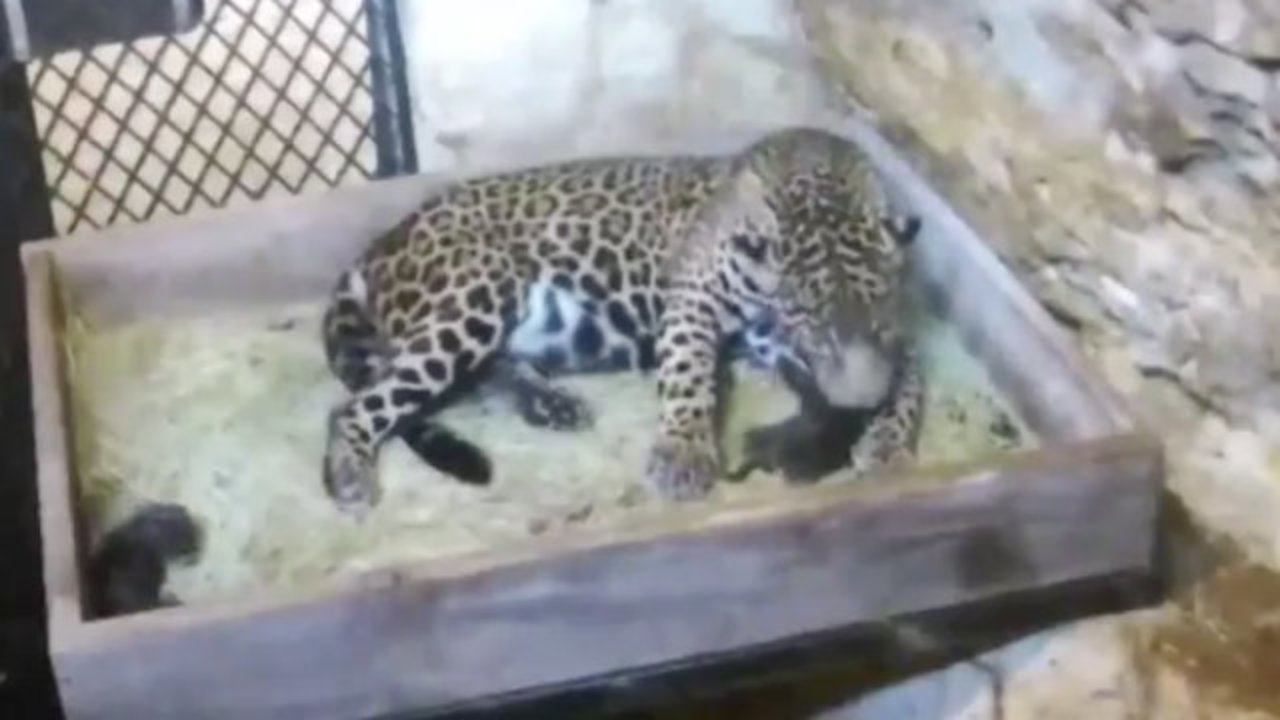Jaguar San Antonio >> Jaguar Cubs Born At San Antonio Zoo Jaguar San Antonio >> Jaguar Cubs Born At San Antonio Zoo