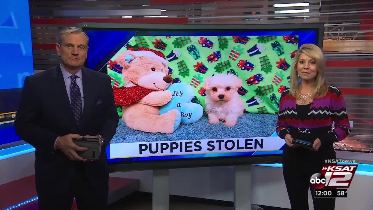 Pet shop manager asks public to watch for stolen puppies
