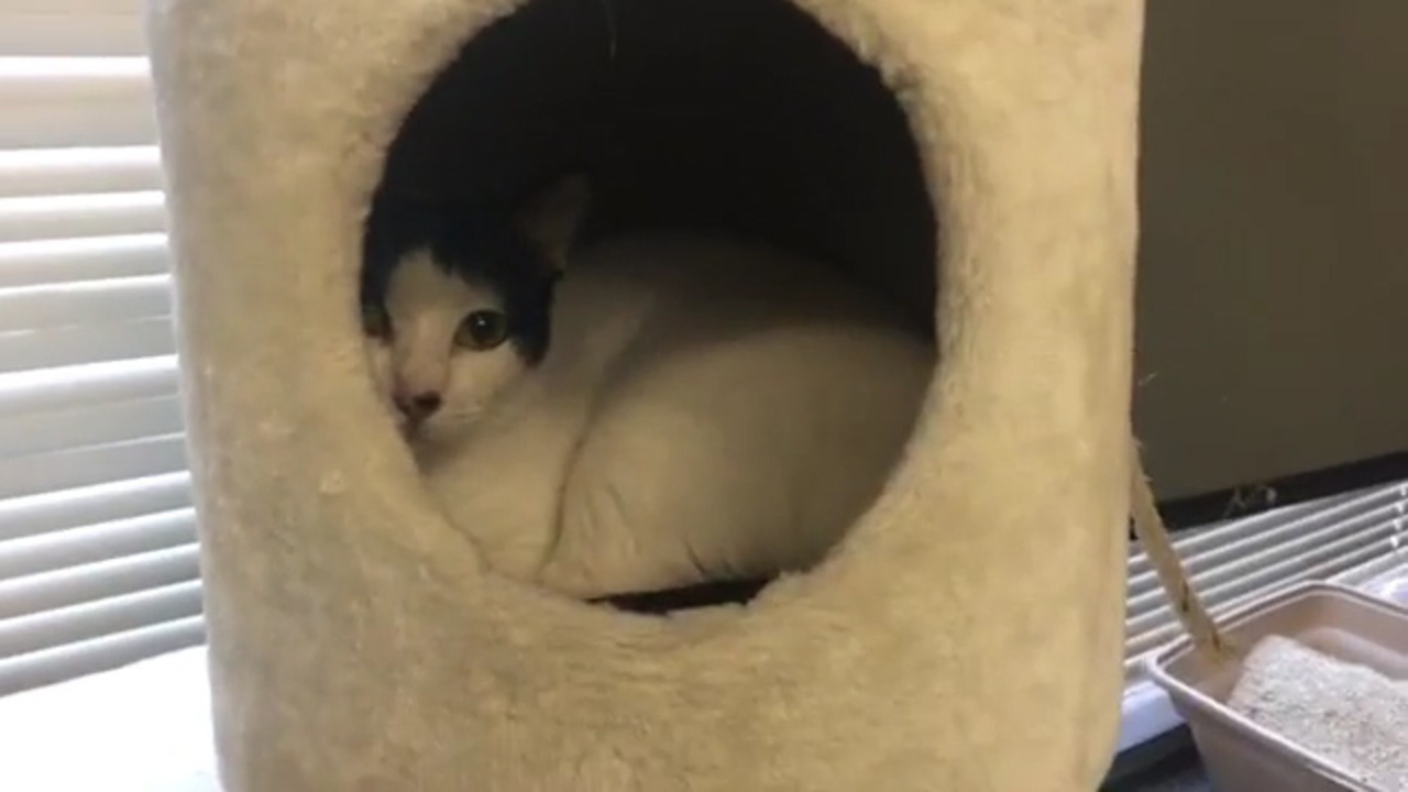 Cat Cafe San Antonio Cat Cafe San Antonio