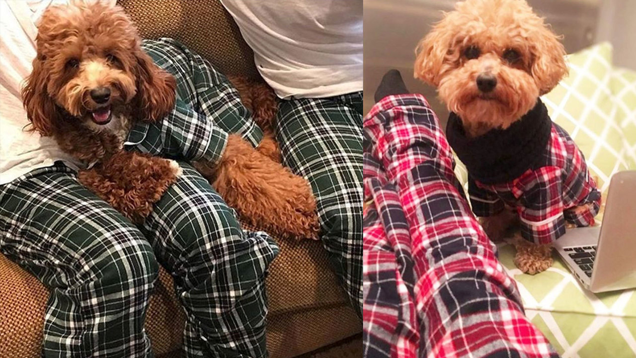 Dog snuggles are even better when you