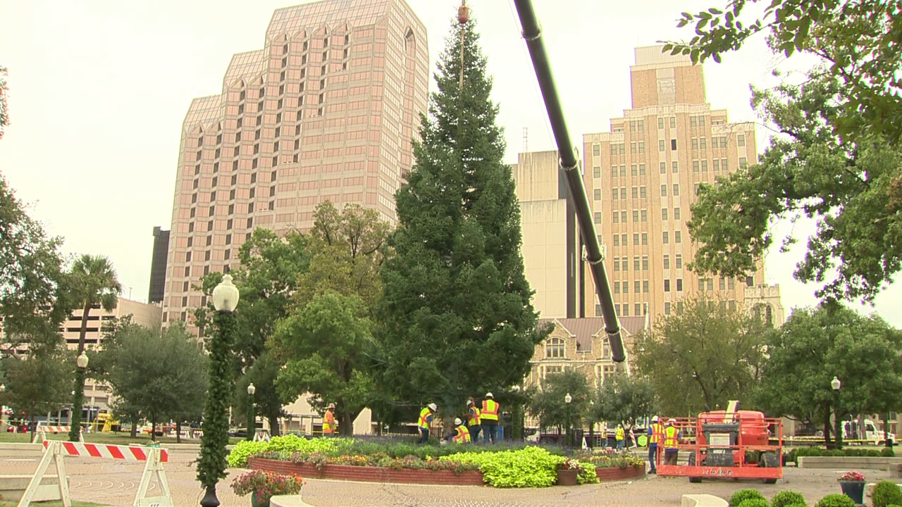 city christmas tree arrives at travis park city christmas tree arrives at travis park