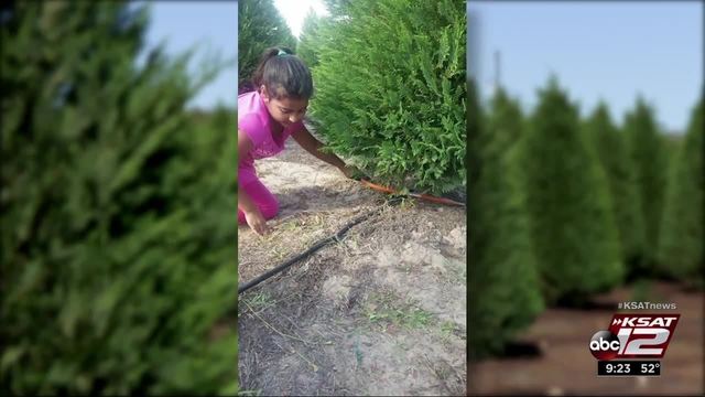 video thumbnail for video cut your own christmas tree farm offers chance at a - Cut Your Own Christmas Tree Farm video thumbnail for video cut your own christmas tree farm offers chance at a - Cut Your Own Christmas Tree Farm
