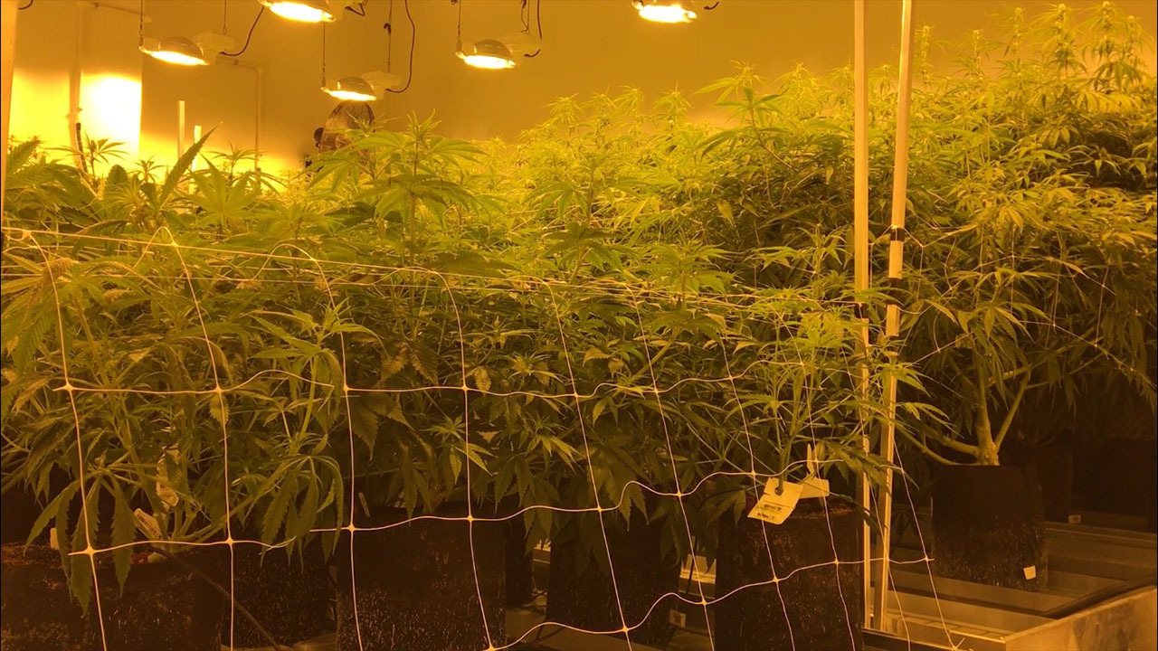 Go inside one of the first medical cannabis dispensaries in Texas