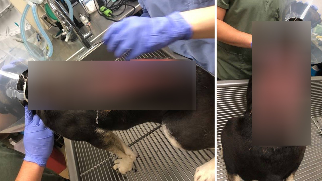 ACS 6monthold puppy suffering from severe thermal burns...