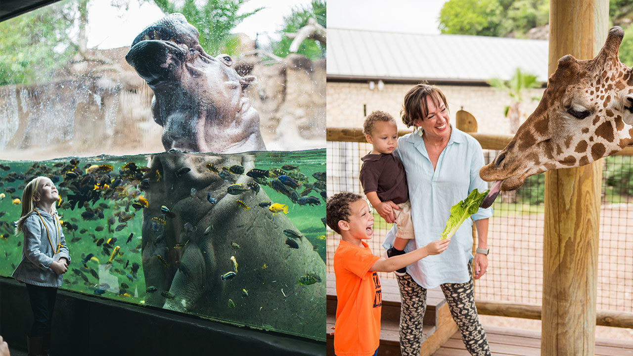 Get half-off admission to San Antonio Zoo Sunday