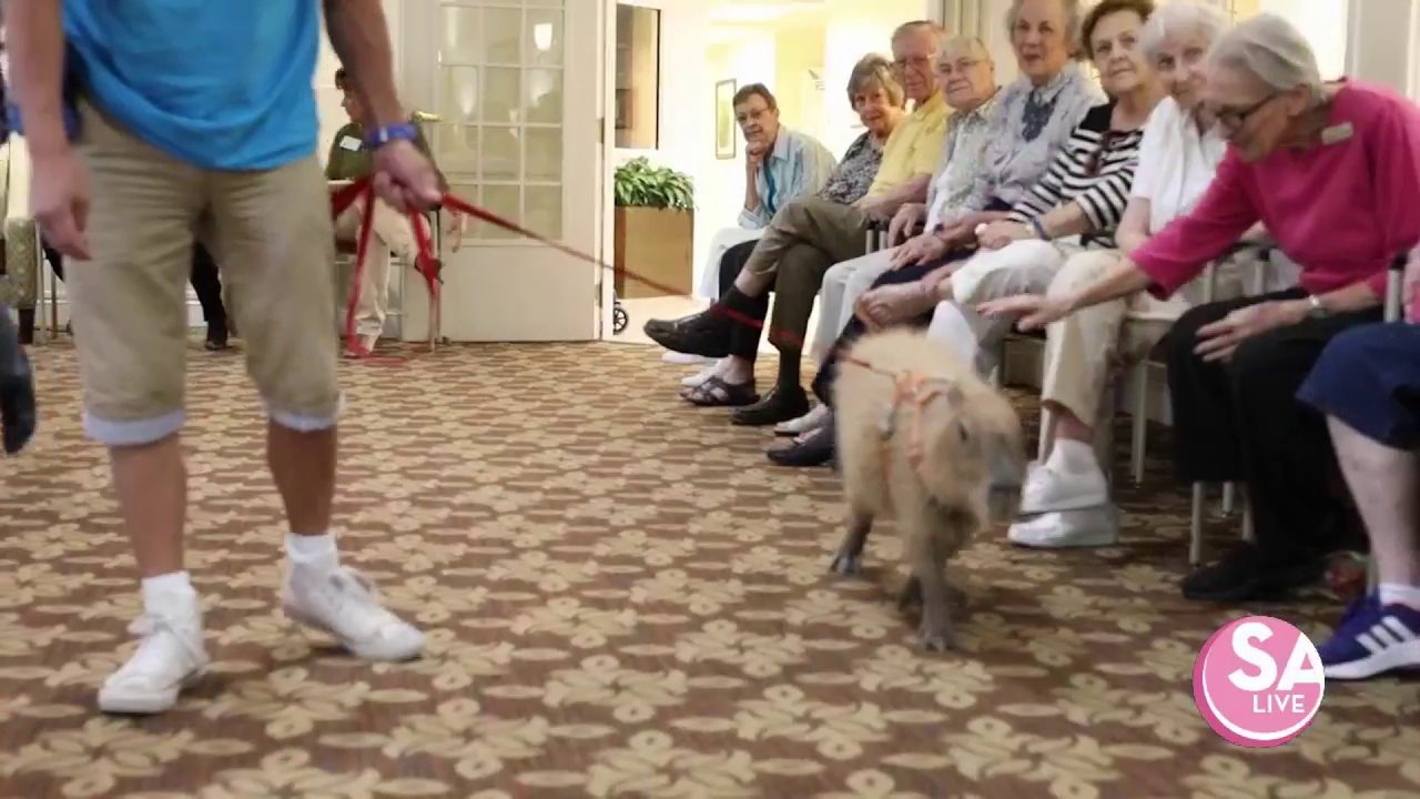 Nursing homes exotic therapy animals, mobile zoo