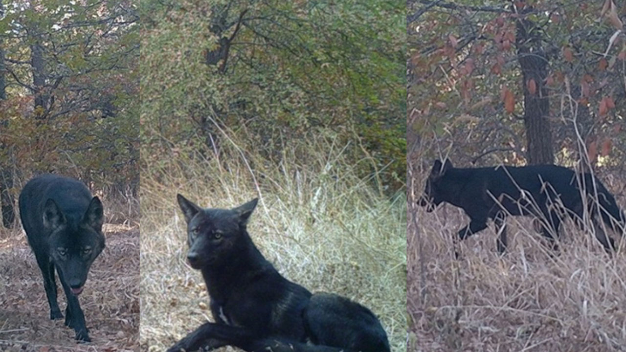 Rare Black Coyote Spotted In South Carolina: Experts React - i908rd2
